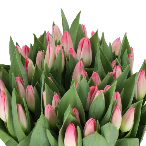 TULIPS TRIGGER