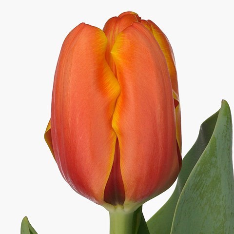 TULIPS TRIPLE A