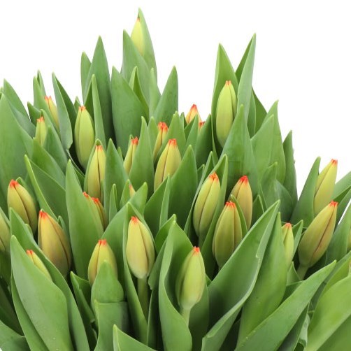 TULIPS TRIPLE A