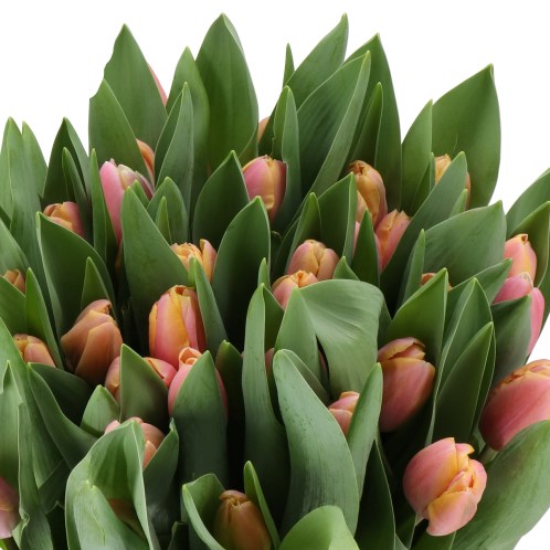 TULIPS TROPIC REEF