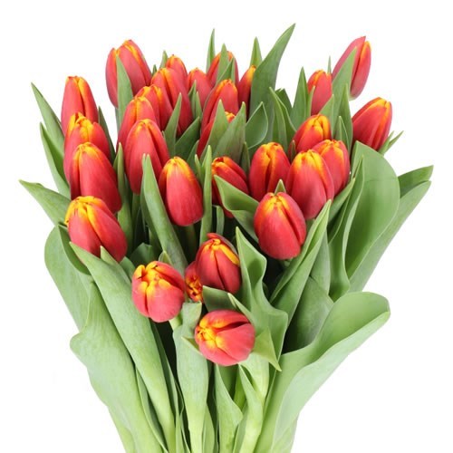 TULIPS TROPICANA