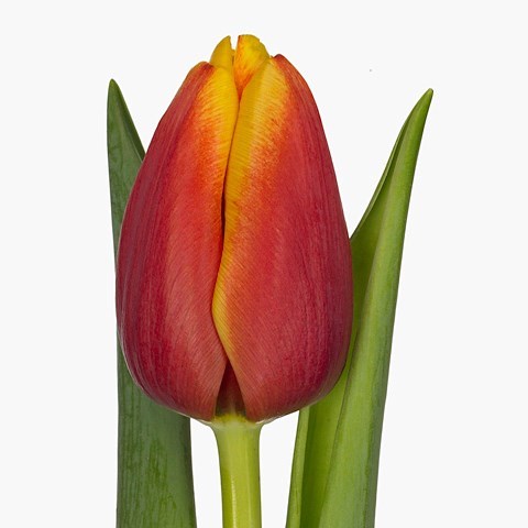 TULIPS TROPICANA