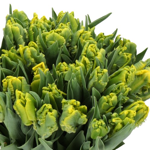 TULIPS TUNEZO (PARROT)