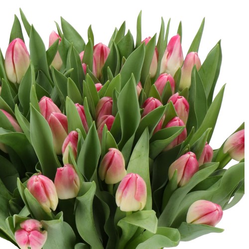 TULIPS TYMON