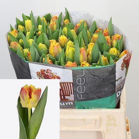 TULIPS UNDERCOVER (PARROT)