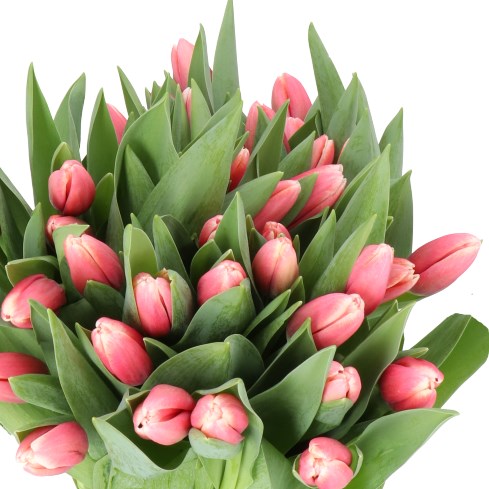 TULIPS UNIVERSUM