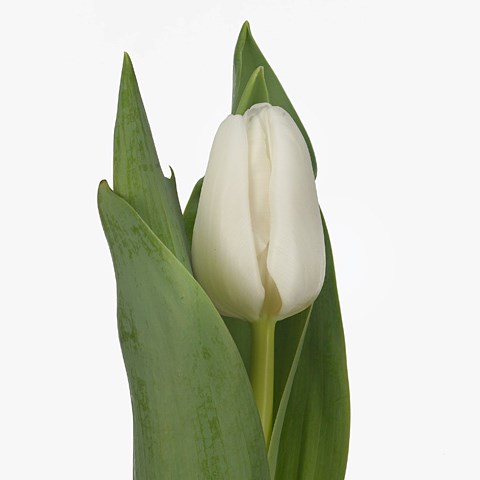 TULIPS UPDATE