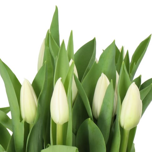 TULIPS UPDATE
