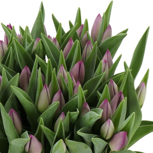 TULIPS UPPERBAY
