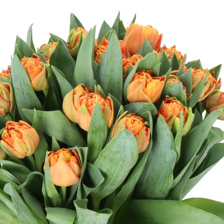 TULIPS VALDIVIA