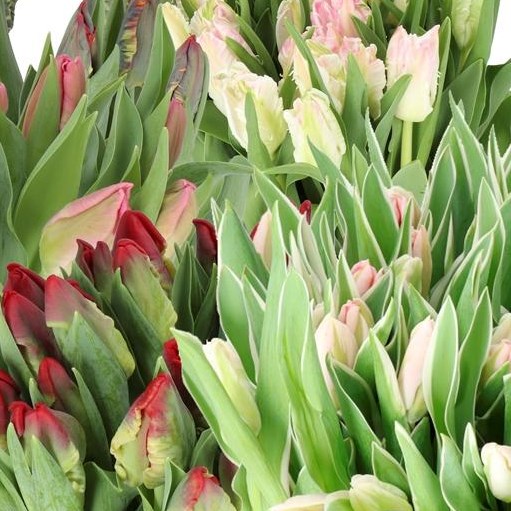 TULIPS VALENTINES PARROT MIX