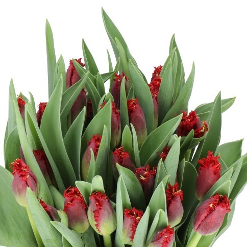 TULIPS VALERY GERGIEV
