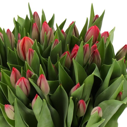 TULIPS VAN EIJK