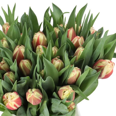 TULIPS VERMONT