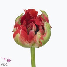 TULIPS VERO RED FIRE