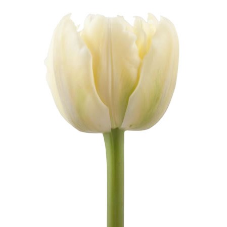 TULIPS VERONA