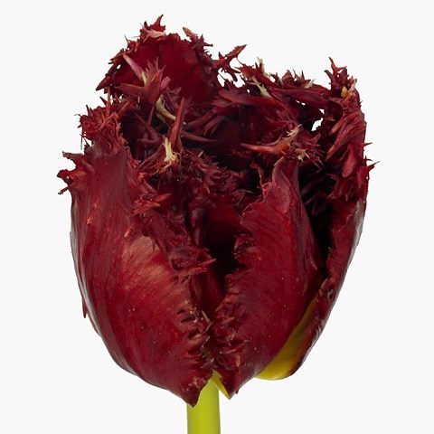 TULIPS VERSACI