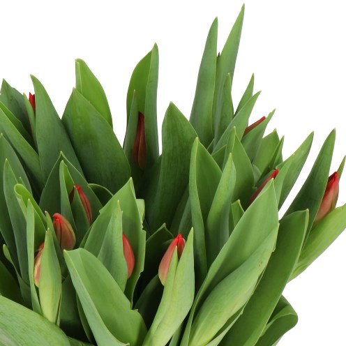 TULIPS WESTFRISIAN