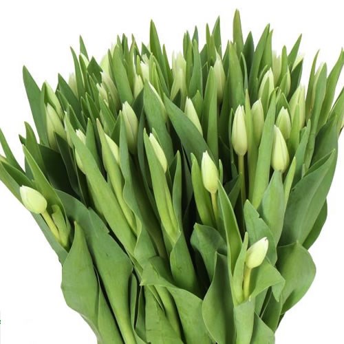 TULIPS WHITE DREAM