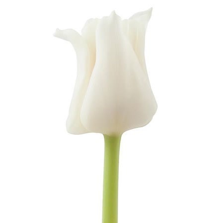 TULIPS WHITE LIBERSTAR