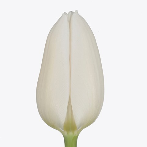 TULIPS WHITE MARVEL