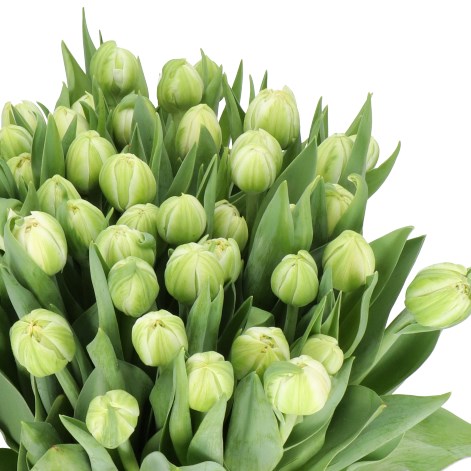 TULIPS WHITE MOUNTAIN
