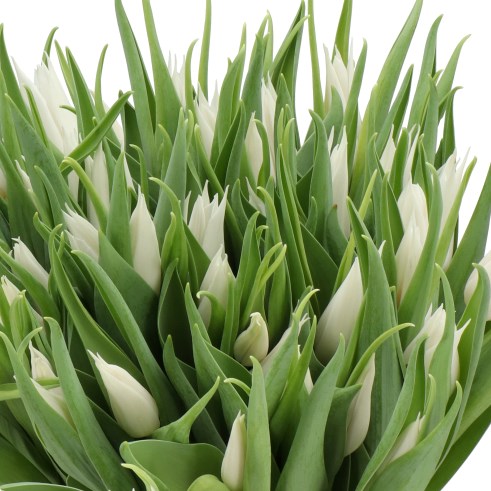 TULIPS WHITE SATIN