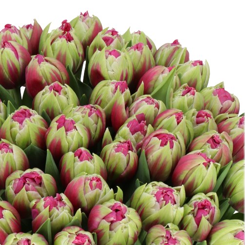 TULIPS WICKED IN PINK
