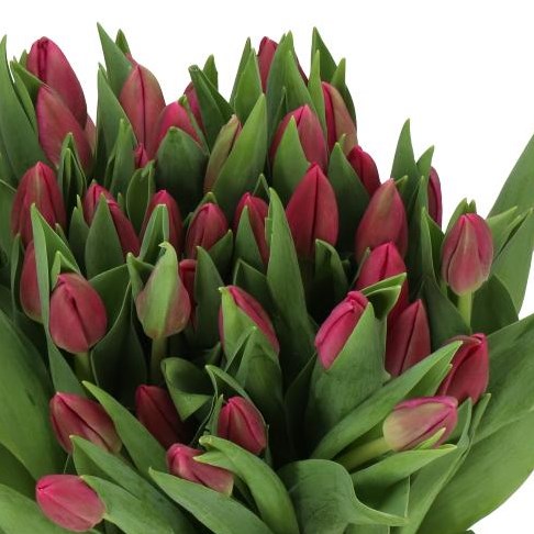 TULIPS WIFI