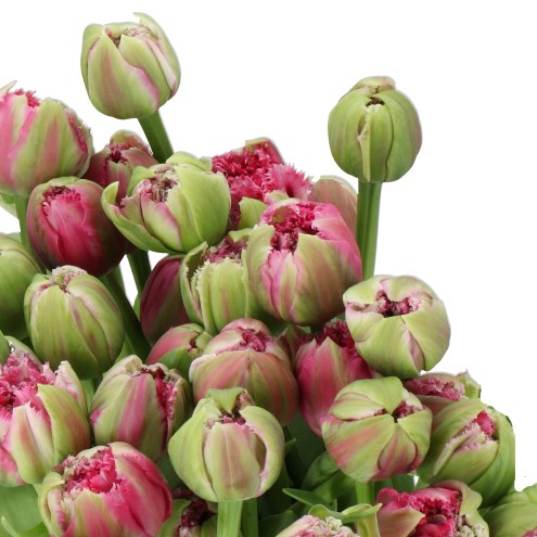 TULIPS WIND OF CHANGE