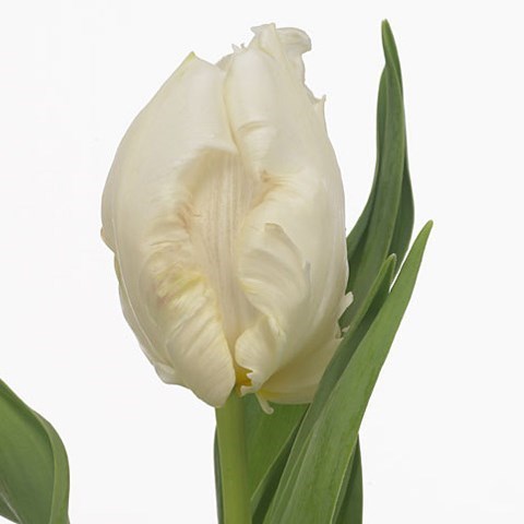 TULIPS WINTER PARROT