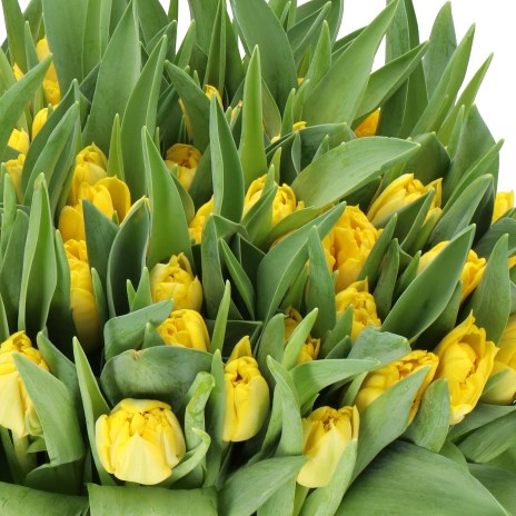 TULIPS WISDOM