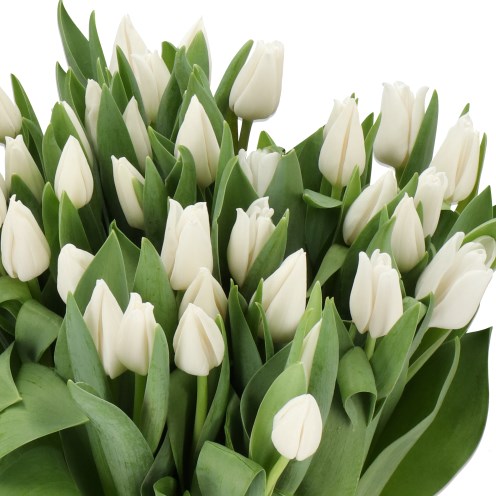 TULIPS WOKKEL
