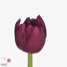 TULIPS WORLD BOWL