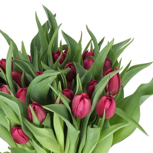 TULIPS WORLD BOWL