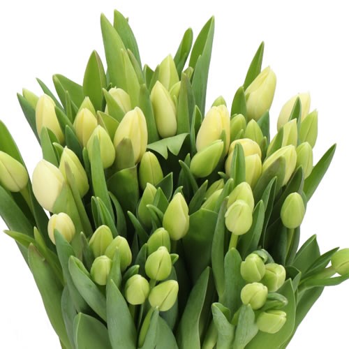 TULIPS YANKEE