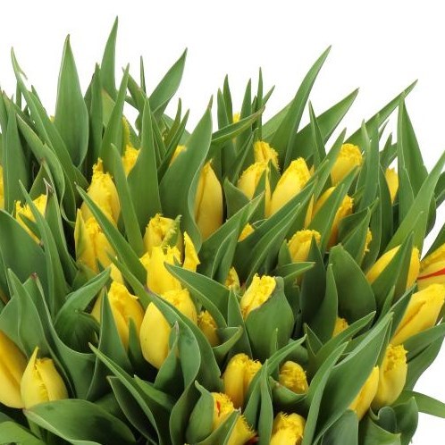 TULIPS YELLOW FABIO
