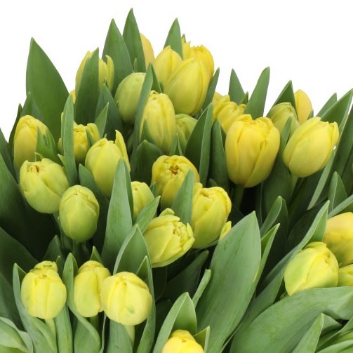 TULIPS YELLOW MARGARITA
