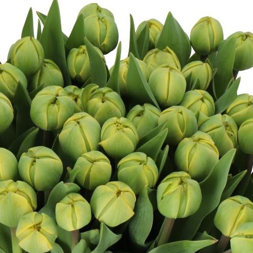 TULIPS YELLOW POMPENETTE