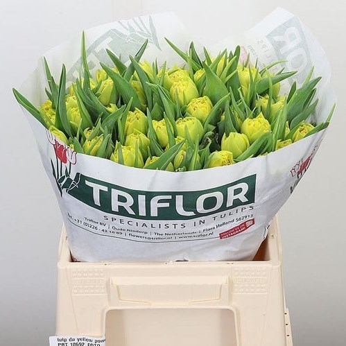 TULIPS YELLOW POWER