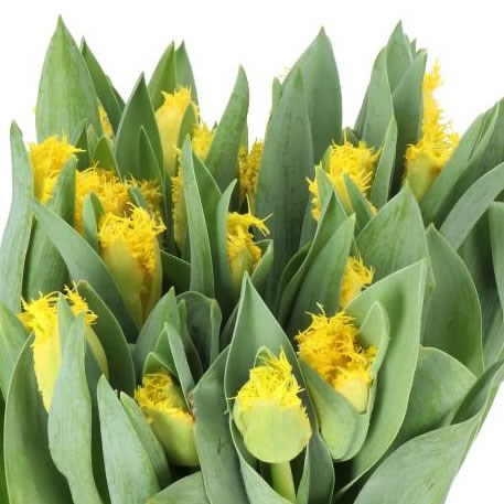 TULIPS YELLOW VALERY