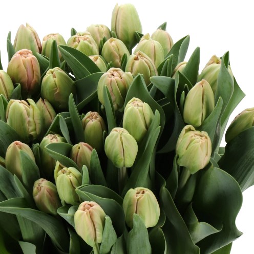 TULIPS ZALMBLOS SERENADE