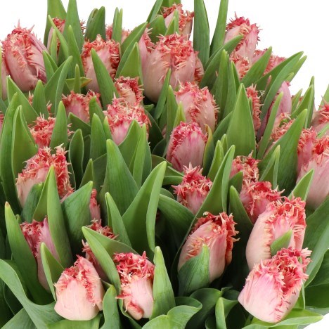 TULIPS ZARAGOSA