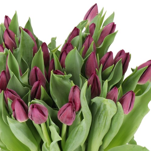 TULIPS ZUZUKI 37cm 35gm | Wholesale Dutch Flowers & Florist Supplies UK