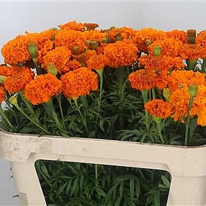 Tagetes Orange Promise (Marigolds)