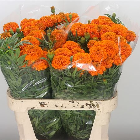 Tagetes Orange Promise (Marigolds)