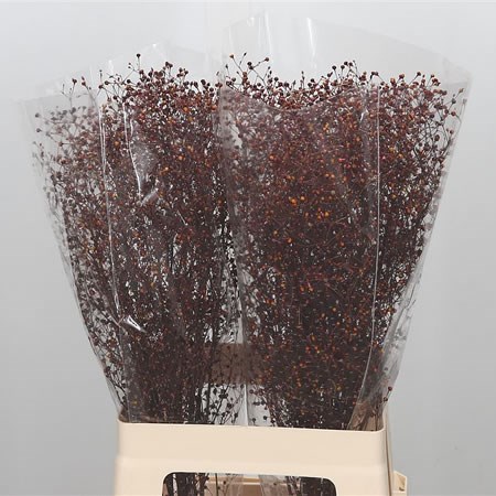 Talin Paniculatum Long John