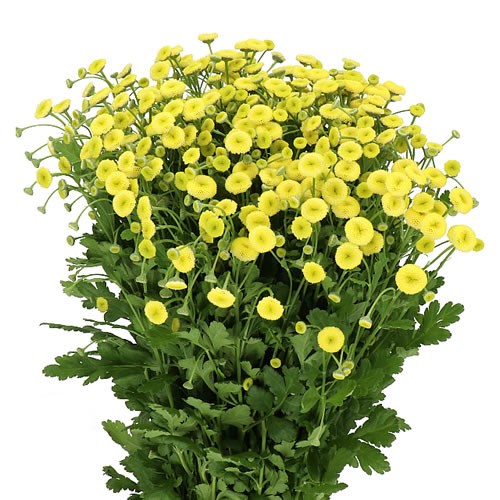 Tanacetum Amazone
