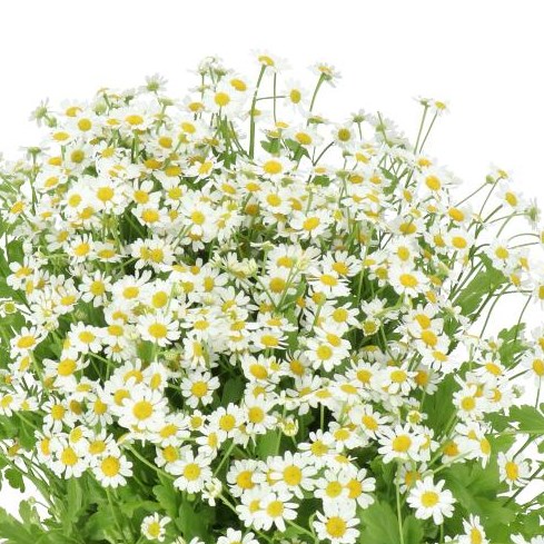 Tanacetum Single Vegmo