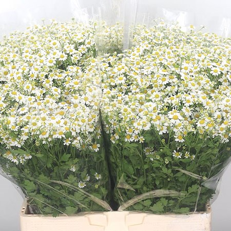 Tanacetum Single Vegmo